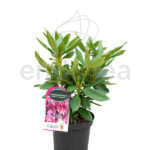 Rododendro Arbusto