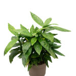 Aucuba Japonica Laurel Manchado