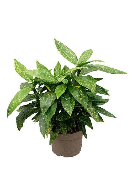 Aucuba Japonica Laurel Manchado