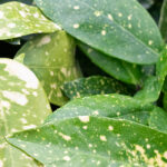 Aucuba Japonica Laurel Manchado Hojas Moteadas