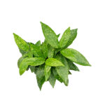 Aucuba Japonica Laurel Manchado Hojas