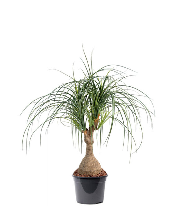 Beaucarnea Recurvata - Palmera de Interior