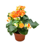 Begonia Elatior - Planta de Interior