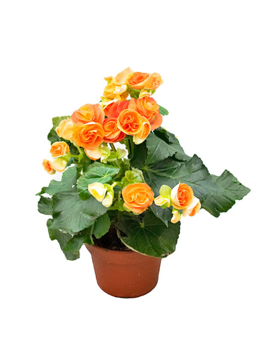 begonia-elatior-planta-de-interior