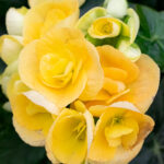 Begonia Elatior Amarilla - Planta de Interior