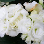 Begonia Elatior Blanca - Planta de Interior