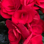 Begonia Elatior Roso - Planta de Interior