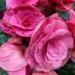 Begonia Elatior Rosa - Planta de Interior