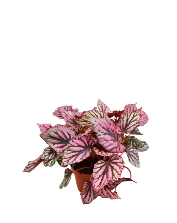 Comprar Begonia Rex - Plantas de Interior