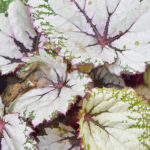 Comprar Begonia Rex Tonos Claros