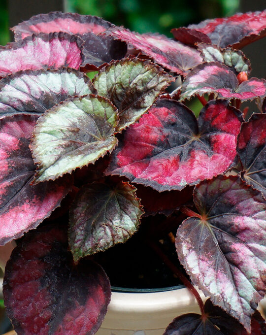 begonia-rex-comprar-planta-verde-detalle