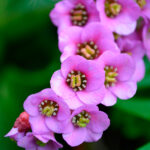 Bergenia Cordifolia Arbustos Flores