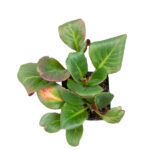Bergenia Cordifolia Arbustos todo el año