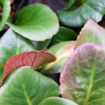 Bergenia Cordifolia Arbustos Hojas