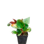 Bergenia Cordifolia Arbustos todo el año