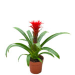 Guzmania Hope - Planta de Interior