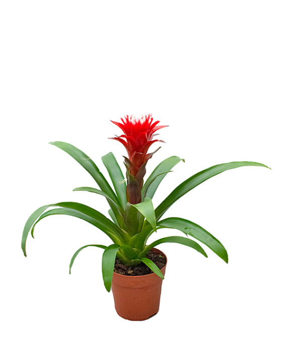 Guzmania Hope - Planta de Interior