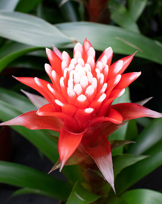 bromelia-guzmania-hope-planta-con-flor-roja