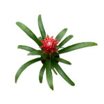 Guzmania Hope - Planta de Interior