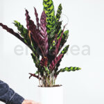 Compra la Calathea Lancifolia Planta de Interior