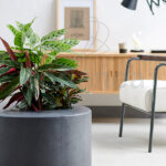 Compra la Calathea Lancifolia Planta Verde