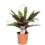 Compra la Calathea Lancifolia