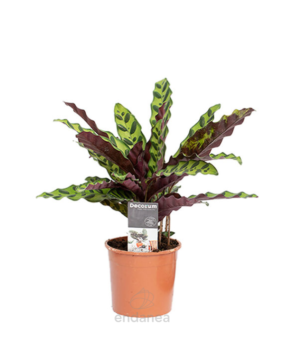 Compra la Calathea Lancifolia