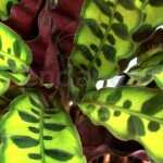 Compra la Calathea Lancifolia Hoja