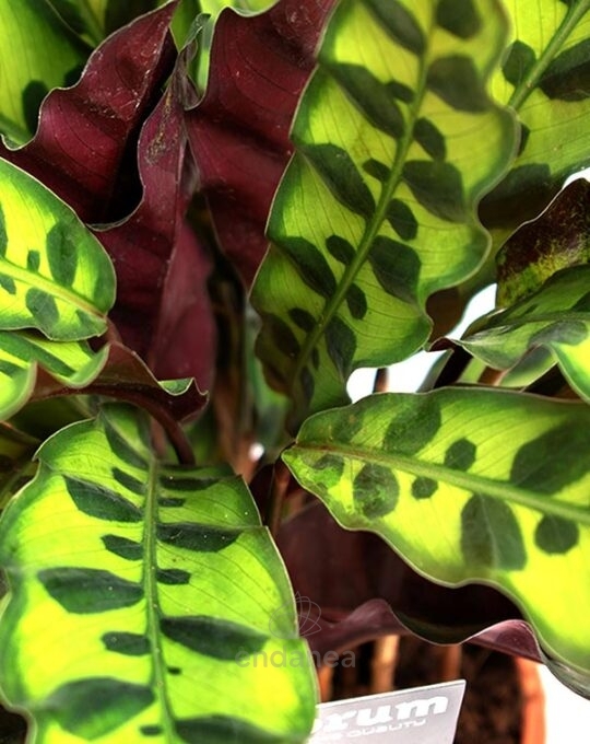 calathea-lancifolia-planta-de-interior-detalle-hojas