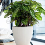 Compra la Calathea Makoyana - Planta verde de interior