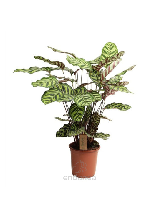calathea-makoyana-planata-de-interior