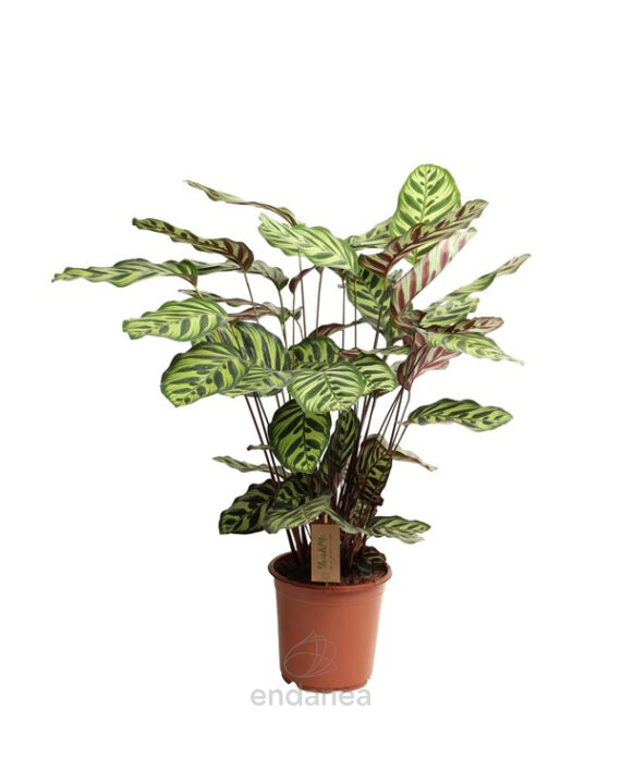Compra la Calathea Makoyana - Planta de Interior