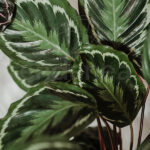 Compra la Calathea Medallion Hojas - Planta de Interior
