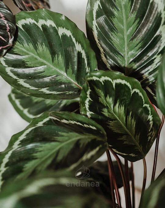 calathea-medallion-detalle-hojas