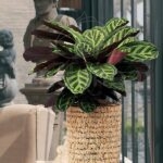 Compra la Calathea Medallion - Planta en maceta