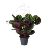 Compra la Calathea Medallion - Planta de Interior