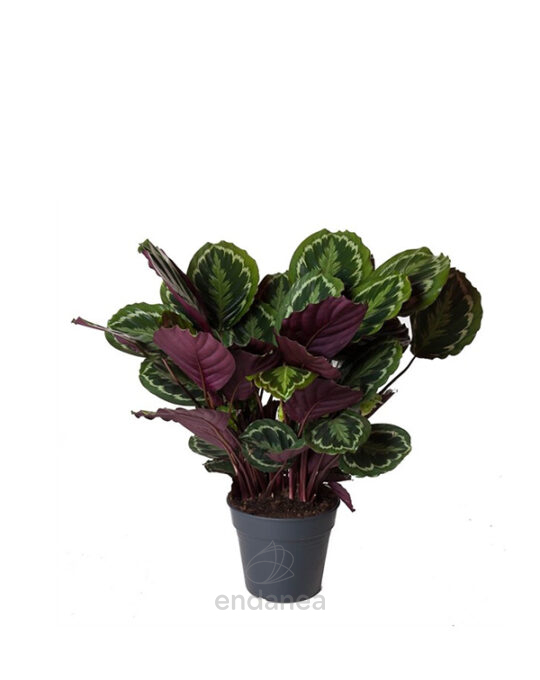calathea-medallion-planta-de-interior