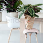 Compra la Calathea Medallion - Planta de Interior