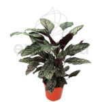 Comprar la Calathea Sanderiana - Plantas de Interior