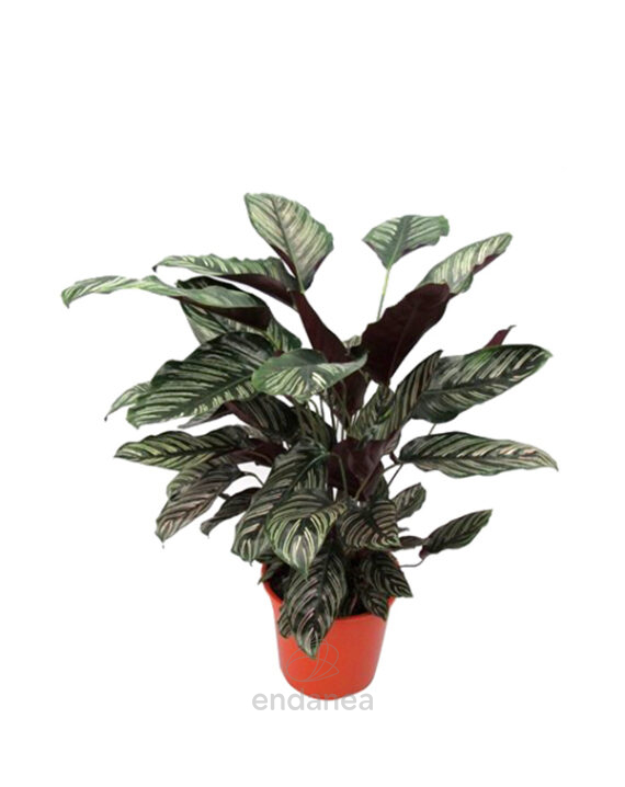 Comprar la Calathea Sanderiana - Plantas de Interior