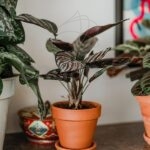 Comprar la Calathea Sanderiana - Plantas de Interior