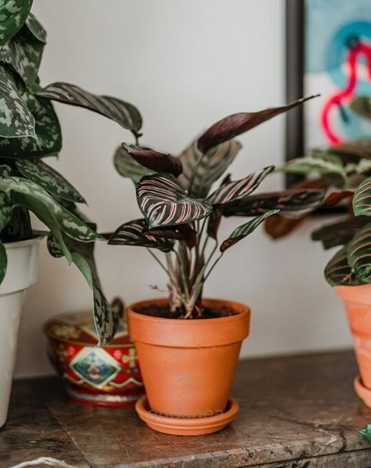 calathea-sanderiana-en-maceta-de-barro