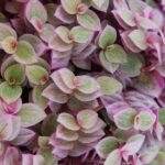 Compra la Callisia Rosato - Planta de Interior
