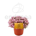 Compra la Callisia Rosato - Planta de Interior