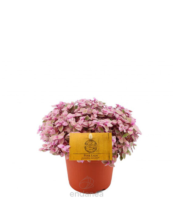 Compra la Callisia Rosato - Planta de Interior