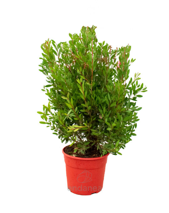 callistemon-citrinus-arbusto