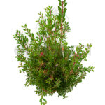 Callistemo Citrinus Arbusto Hojas