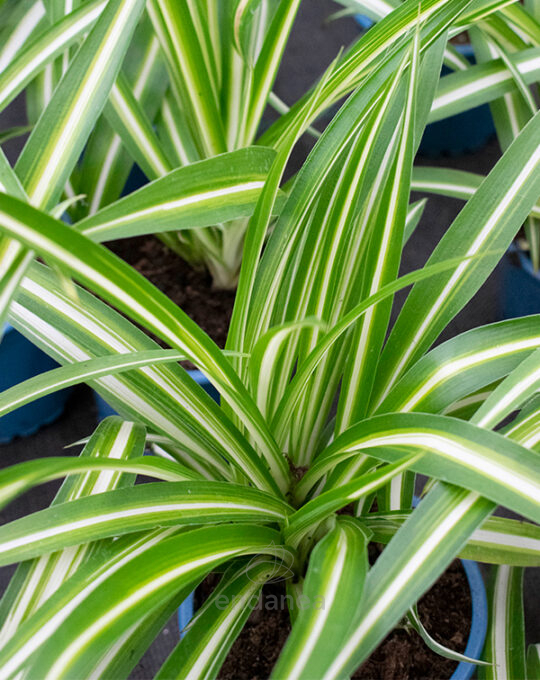cinta-chlorophytum-comosum-detalle