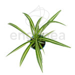 Comprar Cinta Chlorophytum Comosum Km0 - Plantas de Interior Verdes