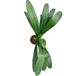 Clivia Miniata Planta de Interior con Flor